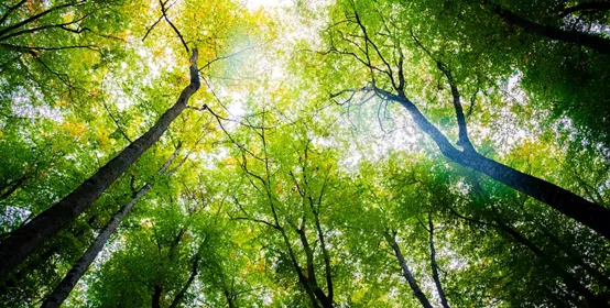 Autumn forest of beech trees with the sun illuminating the green treetops view from below, nature green wood background, ecology and nature conservation concept.