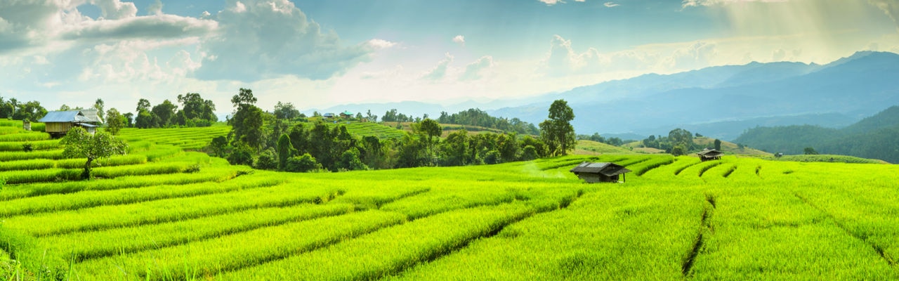 Huts and fields
